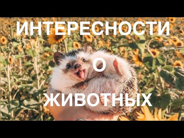 Интересности о животных