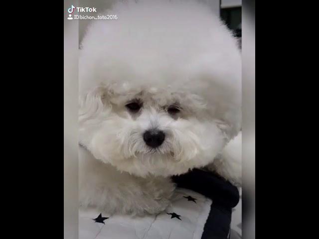 표정 연기 하는 강아지 ㅋㅋㅋ a facial expression-playing dog