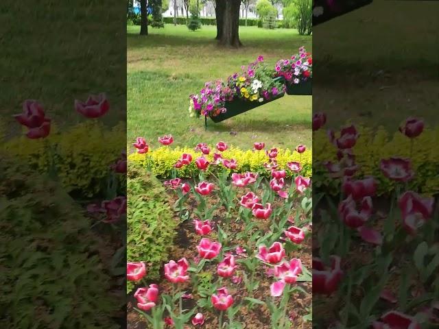 Цветущий Ставрополь #лето #цветы