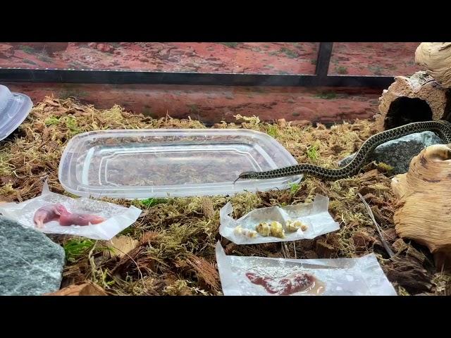 Alfonso Faustino: Garter Snakes: Feeding