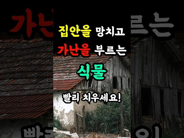 집안을 망치고 가난을 부르는 이 식물 당장 치우세요! 잘못 알고 있는 식물 2가지 #풍수 #금전운 #재물운