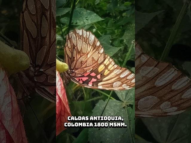 Mariposa pasionaria Dione monetaFamilia NymphalidaeTribu Heliconiini#mariposa#lepidoptera#naturaleza