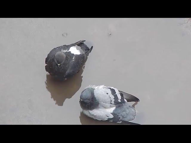 Голуби - Купание голубей в луже - Голубиная сага