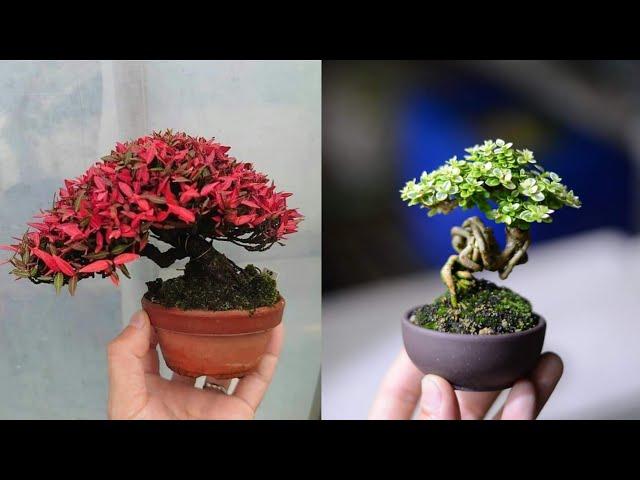 INSPIRASI BONSAI SMALL AND MAME JUARA | part 1