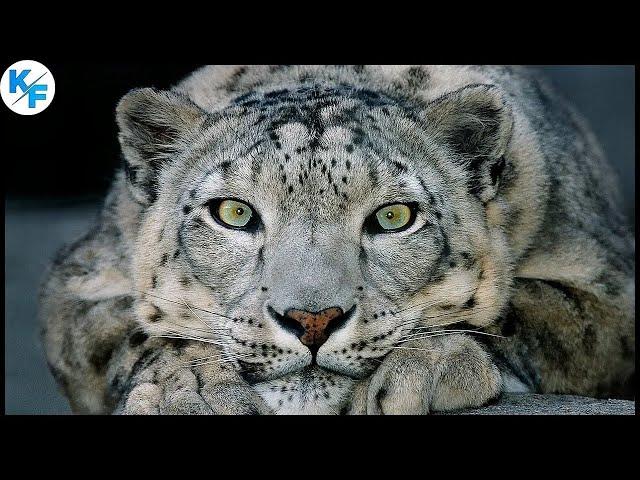 Majestic Ghost of the Mountains: The Enigmatic Snow Leopard