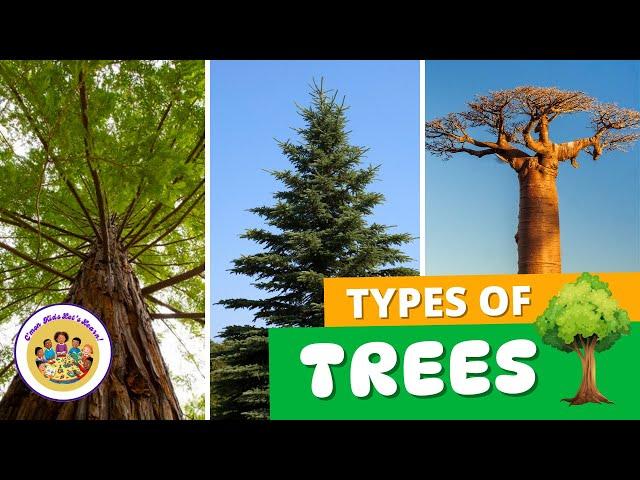 Kids Educational Videos | Kindergarten and Elementary ENGLISH SCIENCE | Different Types of Trees 