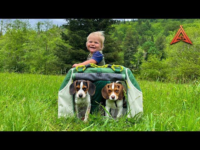 Tent Camping With Cutest Beagle Puppies Ever!
