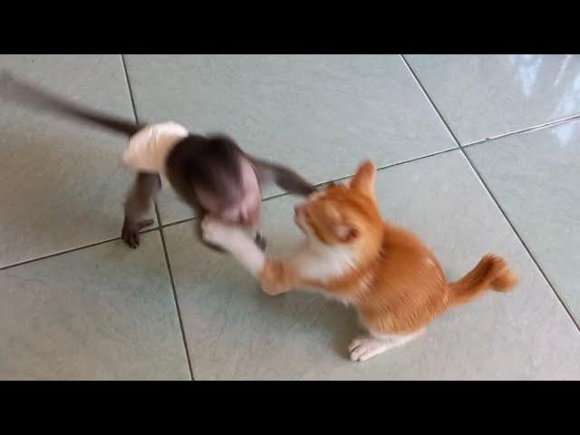 koko and cat (pupus) fight #monpai#babymonkey#monkey#animalshome