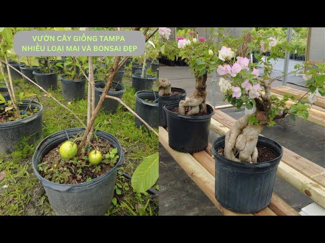 THAM QUAN VƯỜN CÂY GIỐNG GẦN TAMPA CÓ NHIỀU LOẠI MAI VÀNG VÀ BONSAI ĐẸP