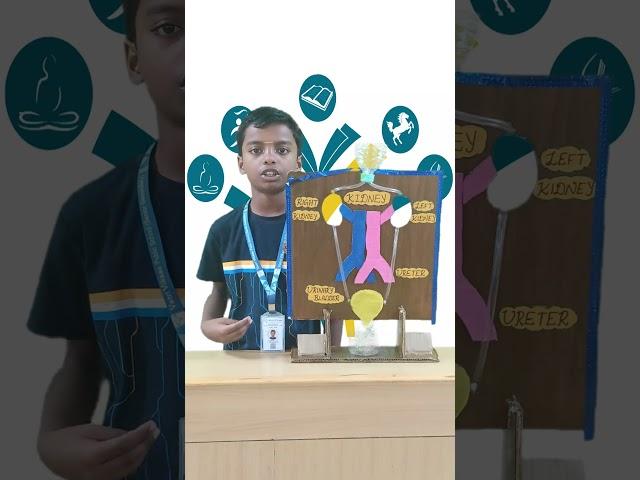 VVPS | Human Kidney by Grade V Student |  #vvps #education #humankidney #knowledge #science #biology