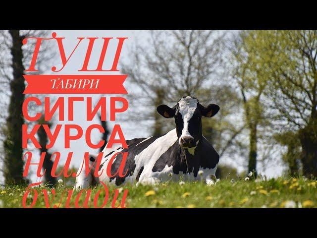 (((ТУШ ТАБИРИ СИГИР))) курса нима булади