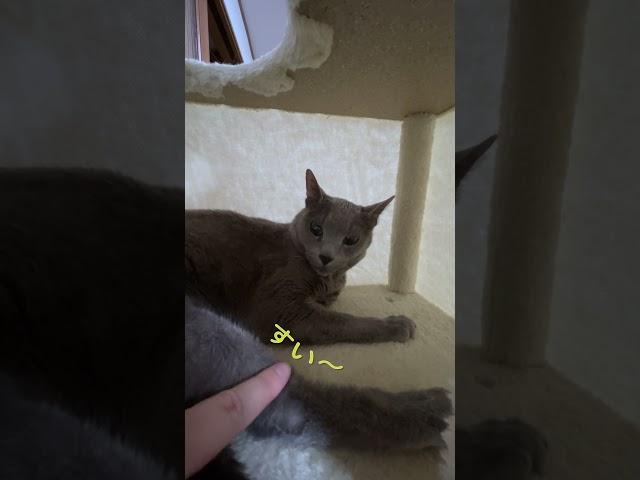 猫にイタズラしたら怒られたｗｗ #猫 #cat