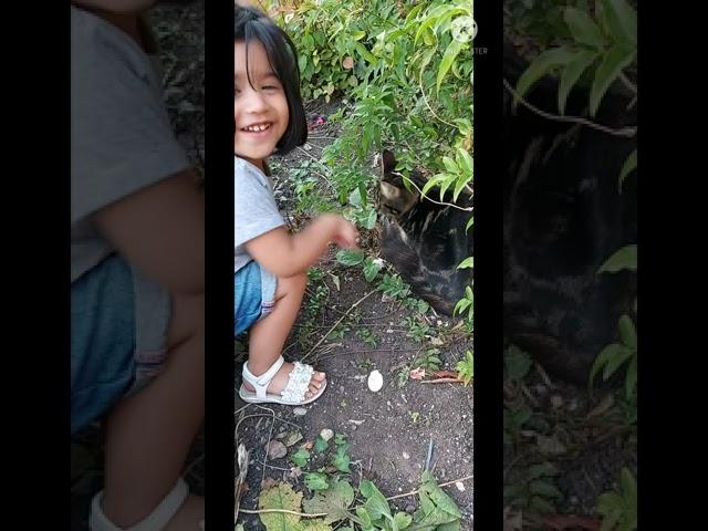 Cute Kitten | Saffys World UK  #Shorts