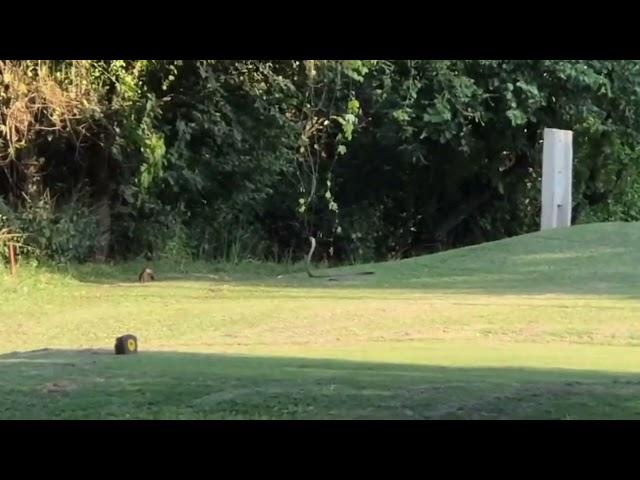 WATCH: Massive black mamba has stand-off with mongoose at Mbombela Golf Club