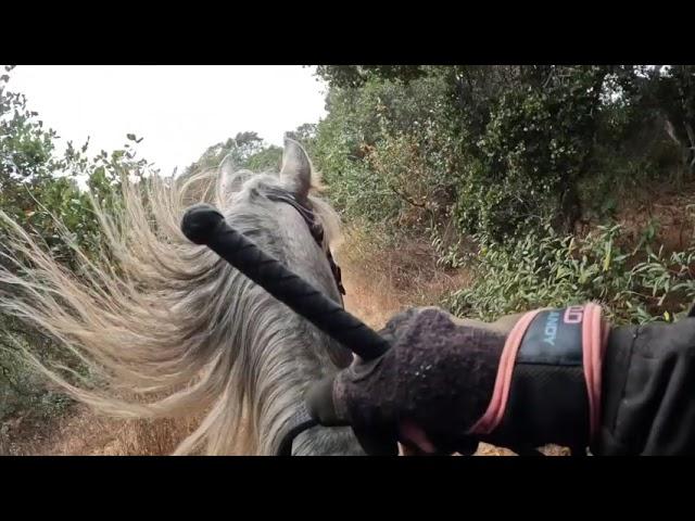 Learning  To Canter, Fox Trot  and Saddle Gait- Tennessee Walking Horse Sara - Gaited Horse Training