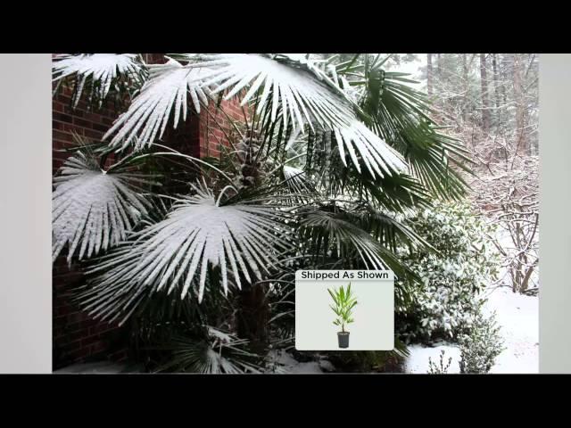 Roberta's 1-pc. Winter Hardy Chinese Windmill Palm Tree with Rick Domeier