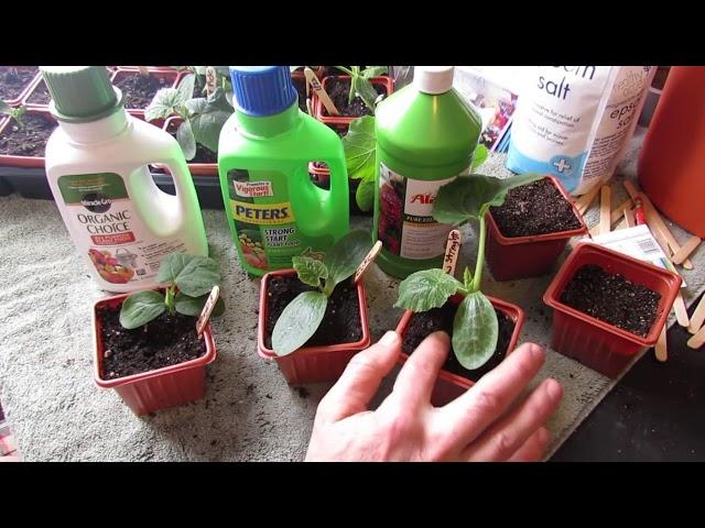 Complete Guide for Growing Cucumbers: Seed Starting, Transplanting, Fertilizing, Trellsing & Pests