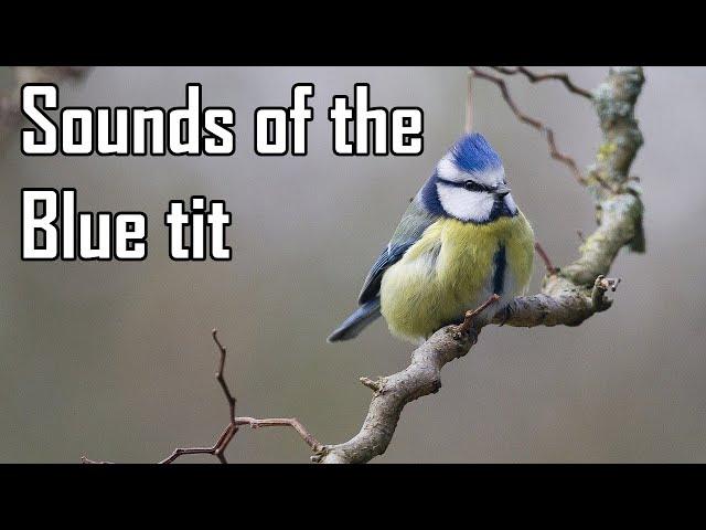 Blue tit - Sounds