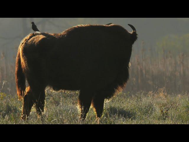 Bisons and starlings | Film Studio Aves