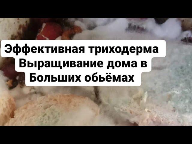 Триходерма Биозакваска выращивание своими руками Биопрепараты