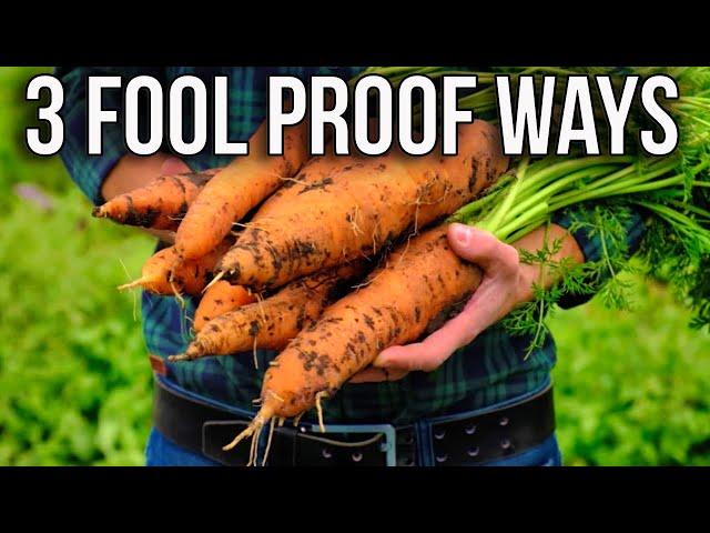 The 3 Secrets to Growing Perfect Carrots Every Time!