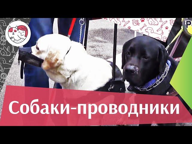 Акция «C собакой все пути открыты» на ilikepe