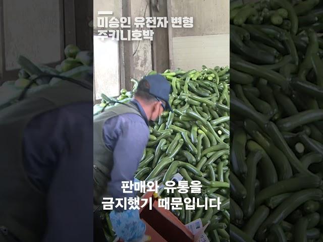 쓰레기가 된 주키니 호박 7톤