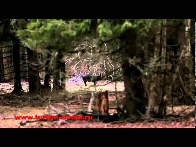 Тепловизионный прицел PULSAR APEX XD50