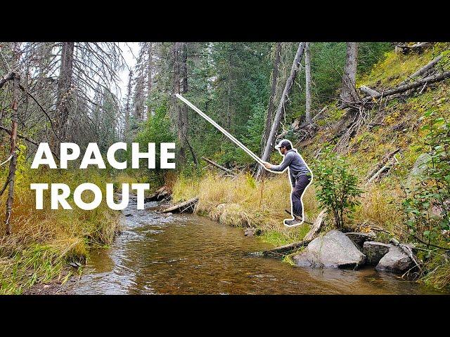 Fishing for the Rare Native Apache Trout in Arizona! (Tenkara Fly Fishing)