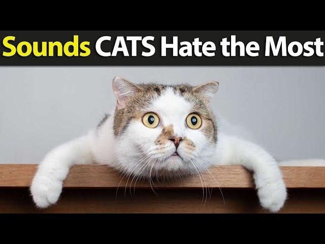 7 Sounds Cats Hate Most