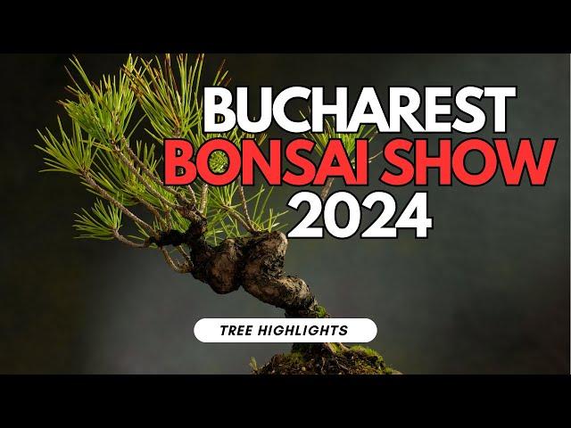 Bucharest Bonsai Show 2024 Highlights