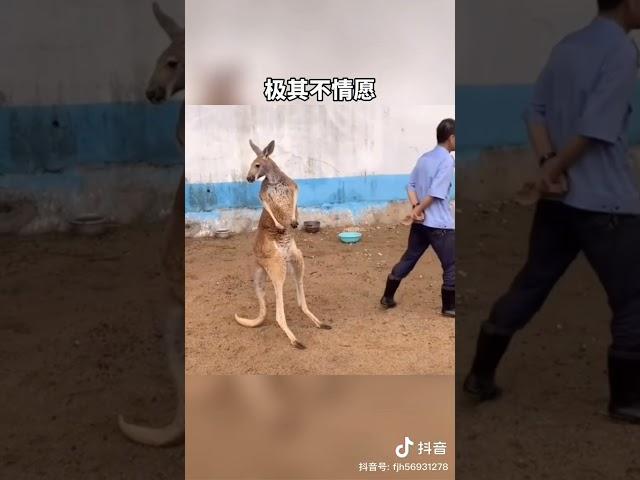 八點半搞笑配音之動物篇