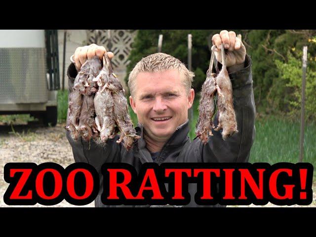 Return Ratting to the Backyard Zoo!