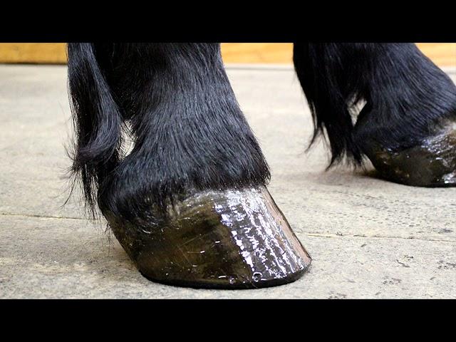 Iron Spring Farm Ep 1 Friesian Grooming Feather Care