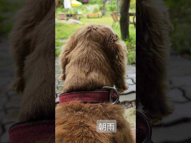 비오는아침 #보리아빠 #Cocker Spaniel #陶芸家と愛犬