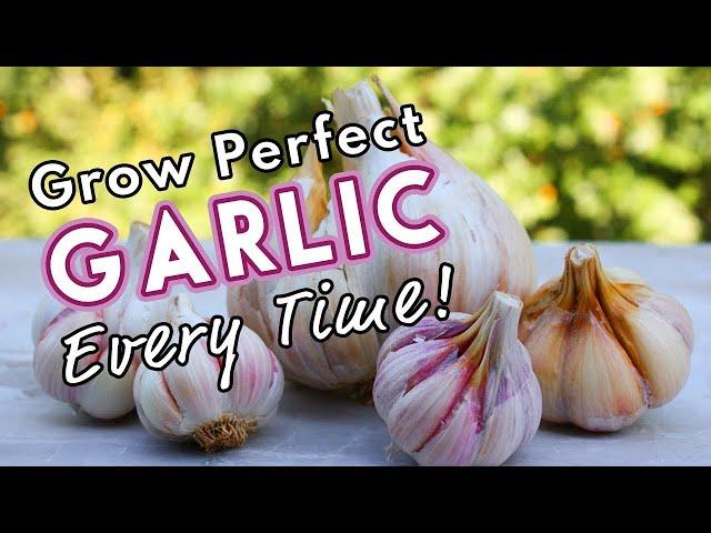 Grow Perfect Garlic Every Time