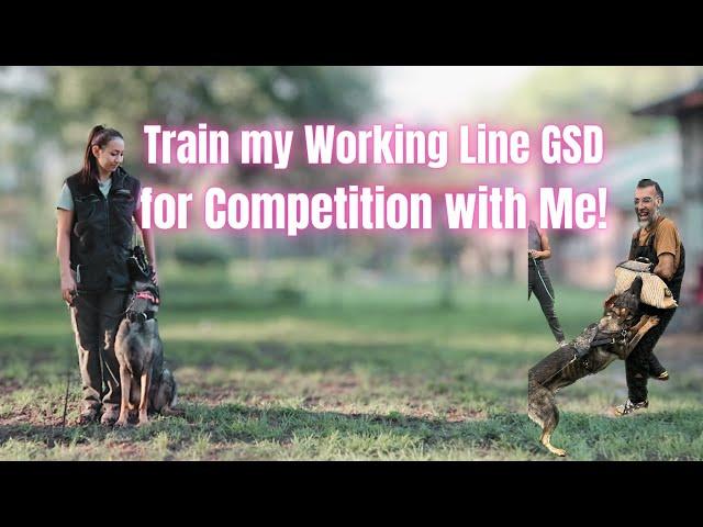 Train My Working Line GSD for Competition with Me!