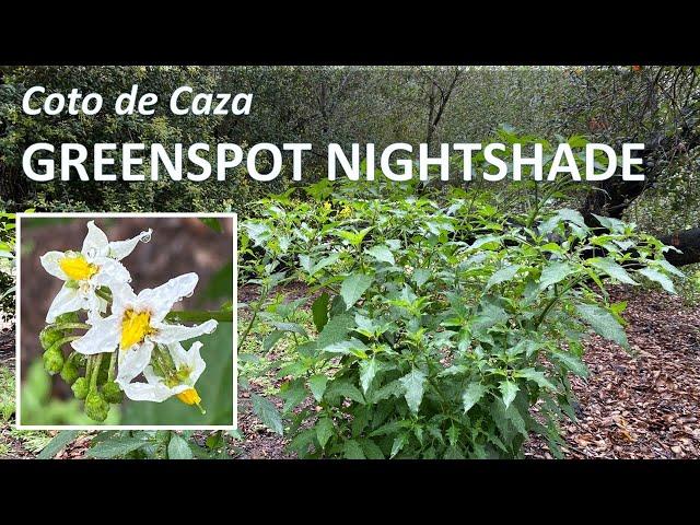 Greenspot Nightshade, Solanum douglasii, in Coto de Caza, California Wildflowers, Superbloom