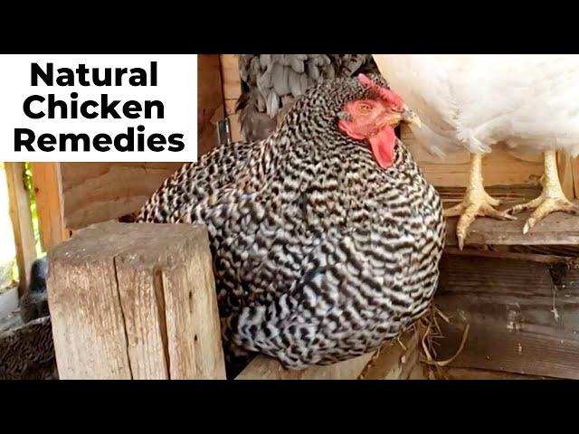 Is My Chicken Sick? How to Treat Chickens Naturally