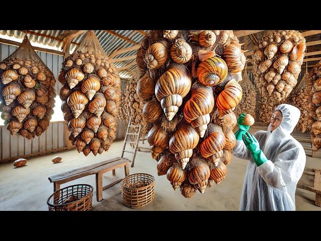 How Millions of Snails Raise and Harvest for Food, Cosmetics in Euro - Snail Processing