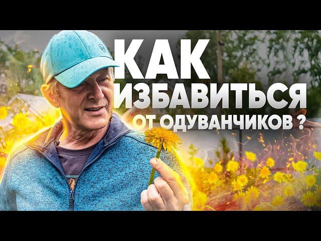 СПОСОБЫ БОРЬБЫ С СОРНЯКАМИ. Как избавиться от одуванчиков на участке?
