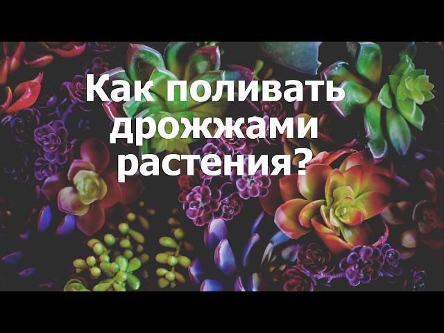 Как поливать дрожжами растения?