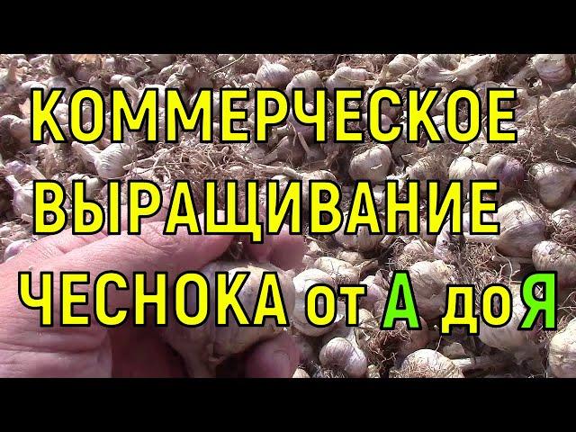 ВСЕ ЭТАПЫ ВЫРАЩИВАНИЯ ЧЕСНОКА В ОДНОМ ВИДЕО