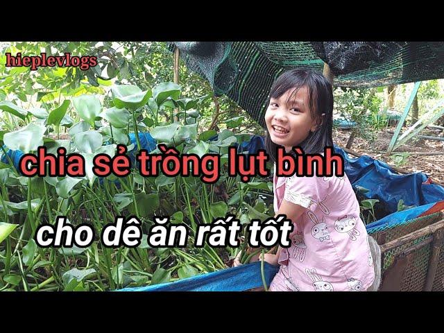 chia sẻ cho anh em ở miền tây nuôi dê cho ăn lụt bình @hiepde