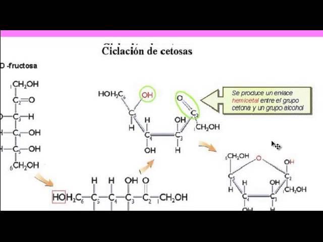 Bioquímica: Carbohidratos.