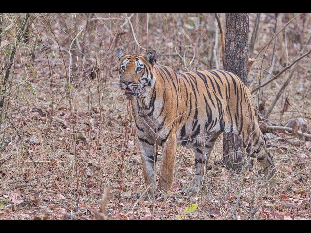 Tadoba Wildlife Safari ( Total 9 Tigers Sightings & 1 leopard)