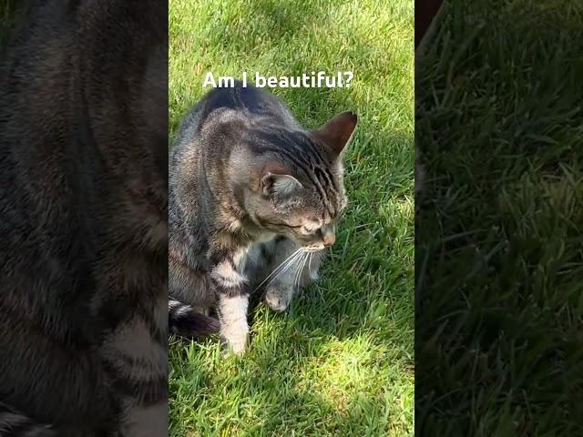 #cat #smartcat #beautifulcat #imbeautiful #discover
