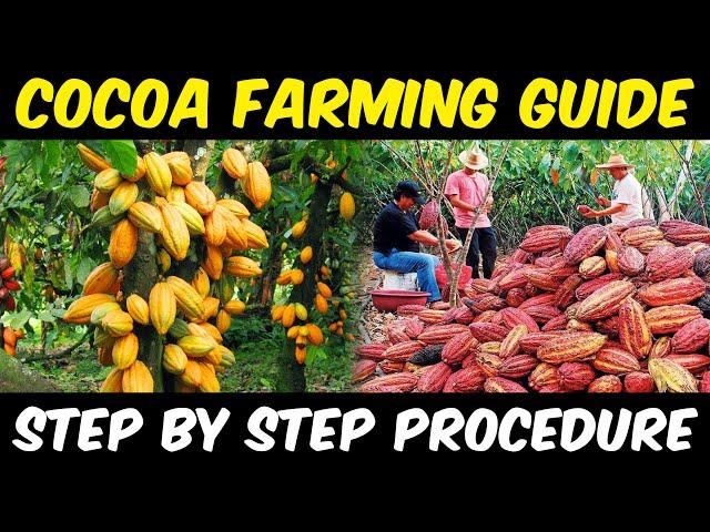 Cocoa Farming / Cocoa Cultivation | Complete Guide | Cocoa Beans Sowing - Cocoa Harvesting