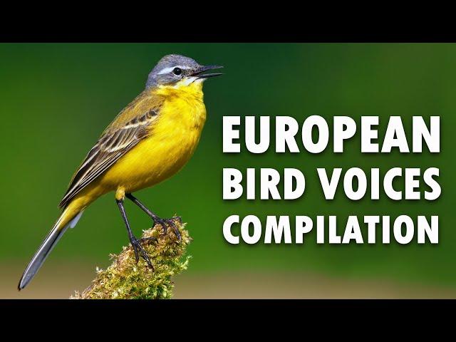 Nature sounds – European birds singing