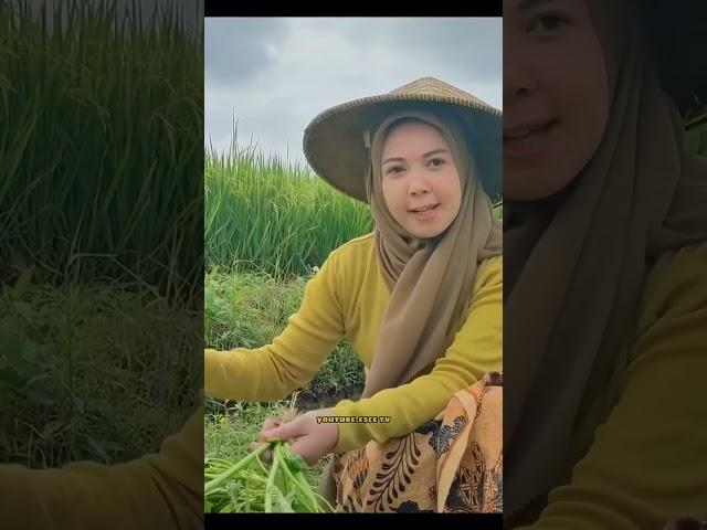 Nemenin wanita desa panen kangkung di sawah #escetv #jandadesa #shorts